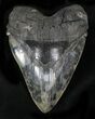 Killer Megalodon Tooth - An Absolute Beast #25605-1